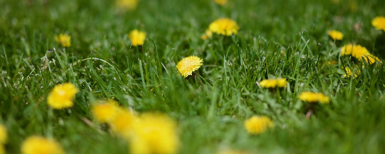An image of A field of dandelion flowers in the sun, heavy depth of field. A thin strip of the field is in focus, the rest is a blur.