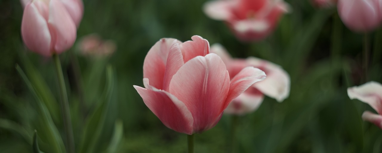 An image of A pink tulip in a grassy field of other pink tulips.