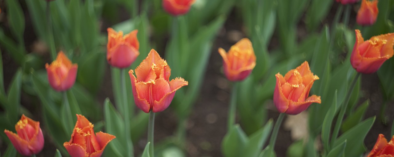 An image of A close-up of orange tulips in a field, the tulip in the center is in focus and the rest are slightly out of focus.