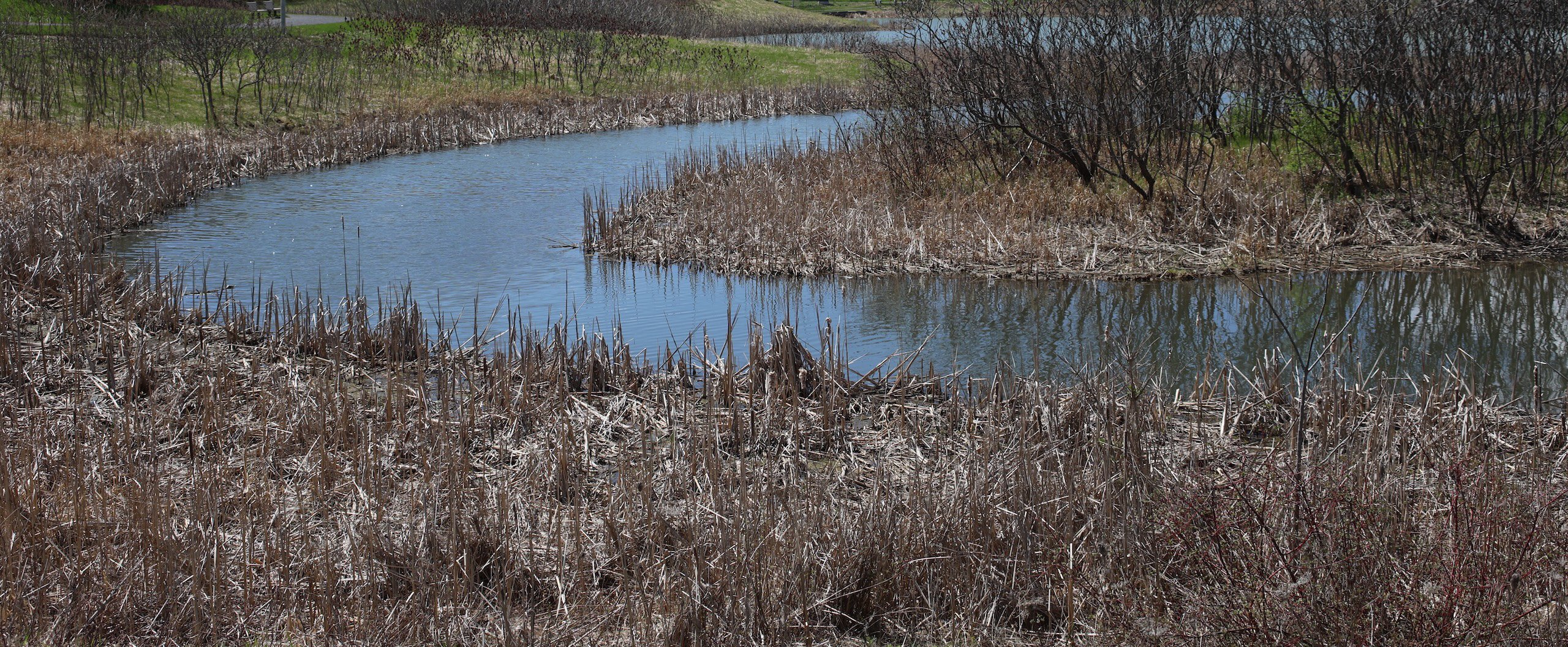 An image of A bend in a river, the photo was taken before spring so normally green plants look dead as they are recovering from a mild winter